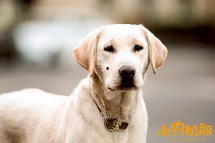 小狗奶瓶在线观看,温馨治愈的宠物成长记  第3张